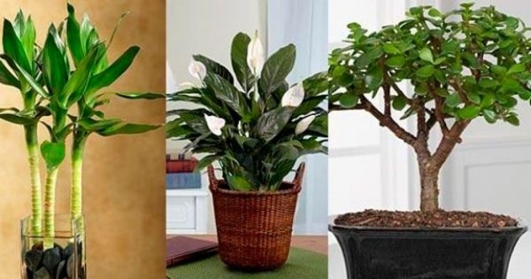 Комнатные цветы, которые привлекают удачу, счастье и финансовое благополучие