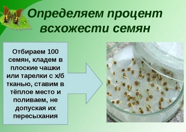 Как проверить на всхожесть созревшие семена, которые не хотят прорастать