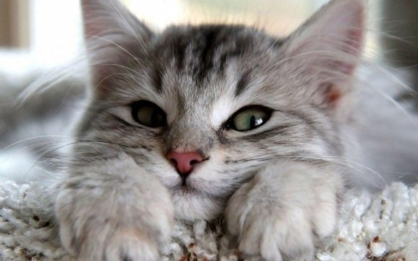 Коты обладают целебными свойствами и помогают при ряде болезней